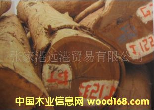 ����(y��ng)˹�D��ľ�� �S�u��ԭľ ���panga-panga��Ԕ����B