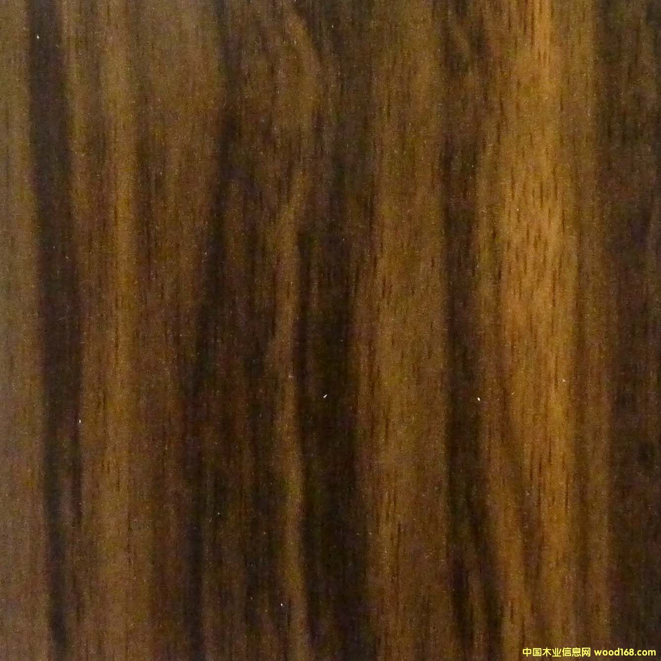 �o���F���Ԕ��(x��)��B