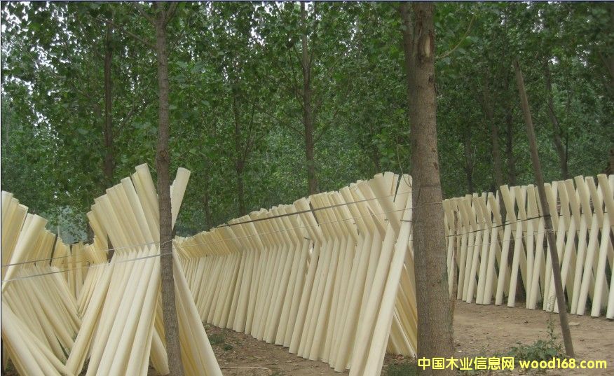 �п���ľ��Ƥ��Ԕ����B