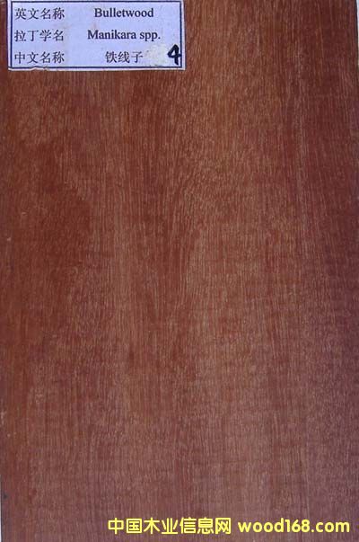 �F����(bulletwood)