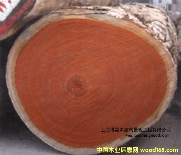 ɽ��ľ��Ԕ��(x��)��B