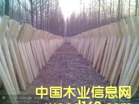 ��ľ��Ƥ��Ԕ��(x��)��B