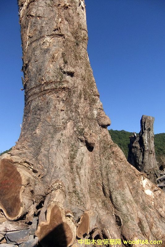 楠木的詳細(xì)介紹