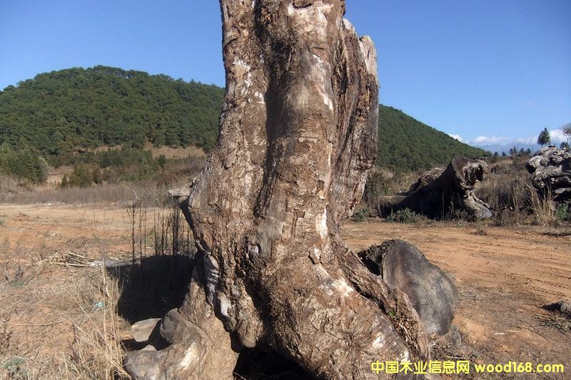 楠木的詳細(xì)介紹