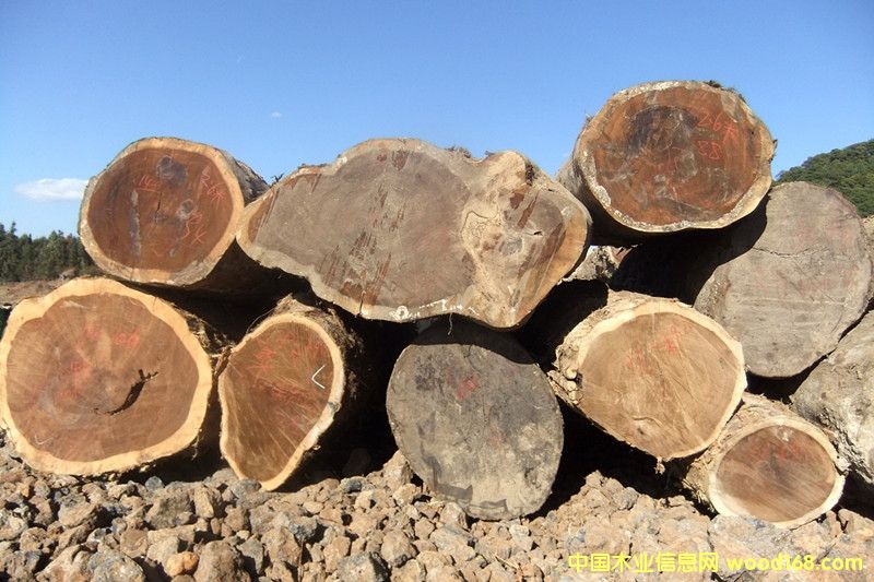 楠木的詳細(xì)介紹