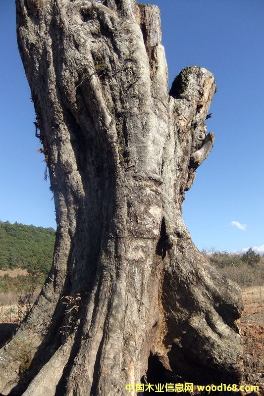 楠木的詳細(xì)介紹