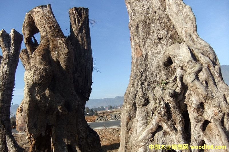 楠木的詳細(xì)介紹