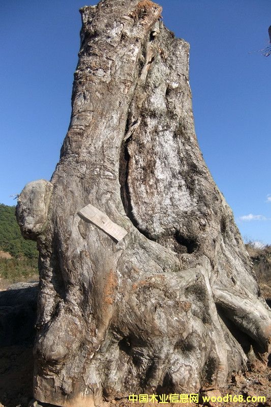 楠木的詳細(xì)介紹