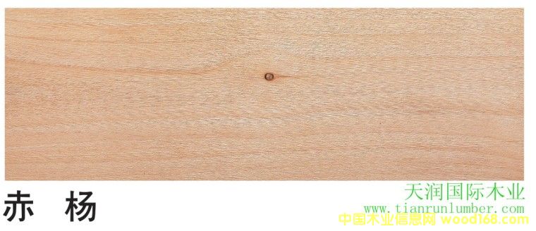 ��  �� Red Alder��Ԕ��(x��)��B