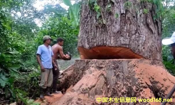 Īɣ�ȿ�����Ӌ��ȫ���ֹԭľ����