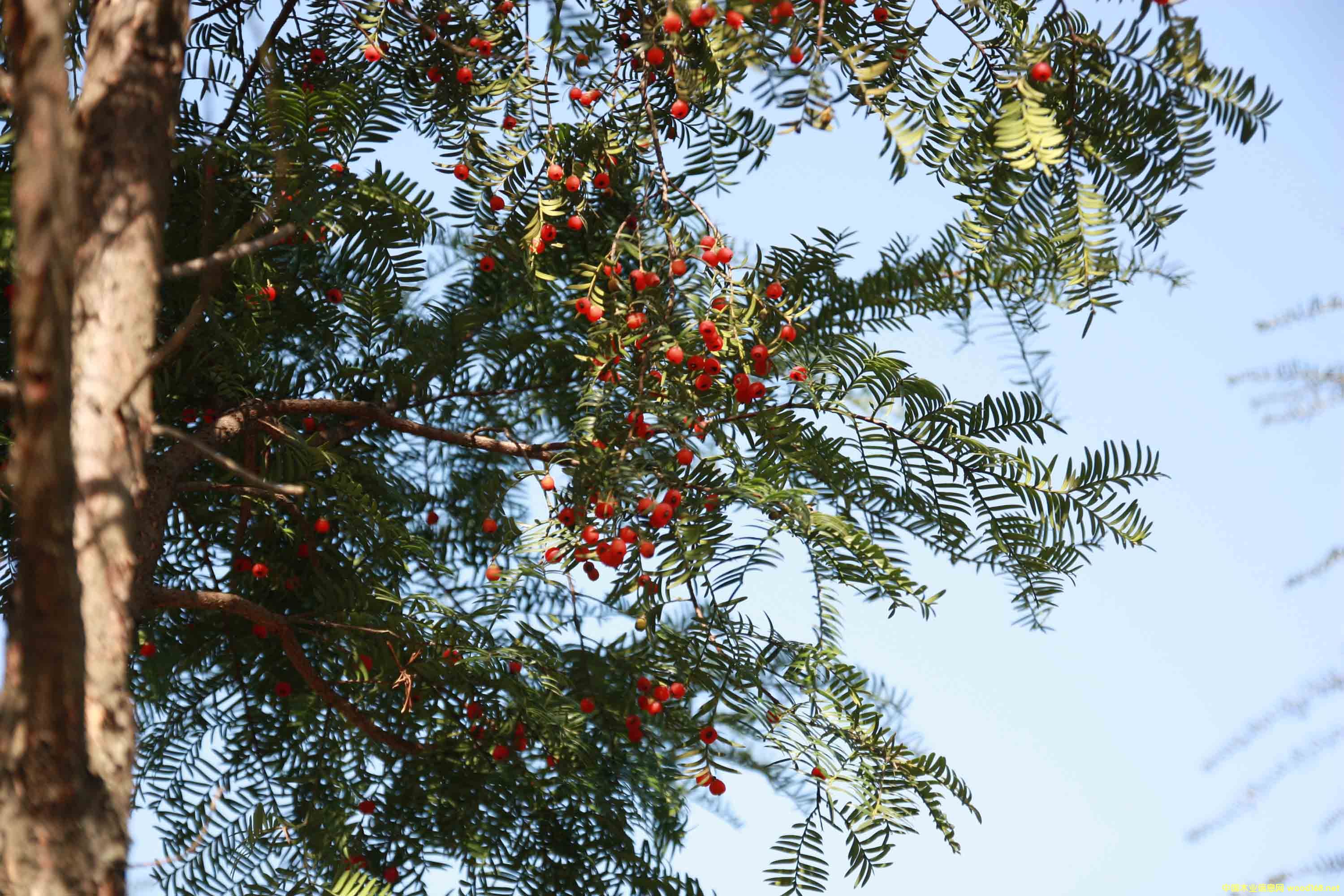 �t��ɼ��ľ�ăr������ͨ��ľ��30��