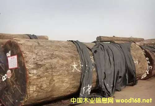 �ͻ����ϰ� ����ľδ�ОlΣ��CITES׌������֮��ĽY(ji��)��